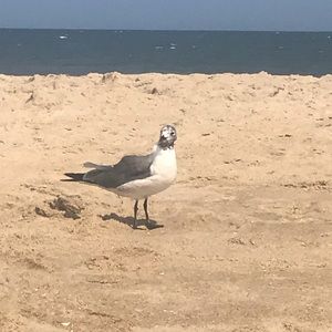 Meet your Posher, Anne marie